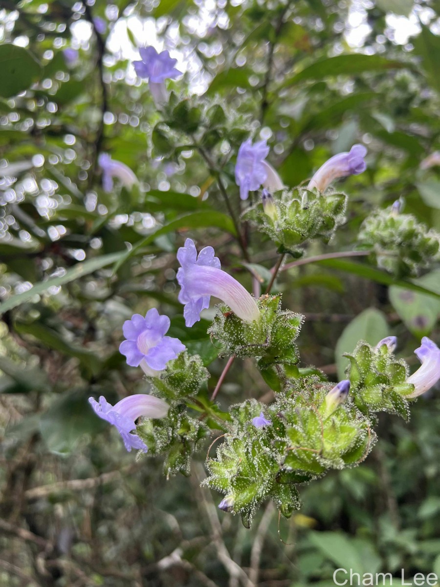 Strobilanthes sexennis var. cordata J.R.I.Wood